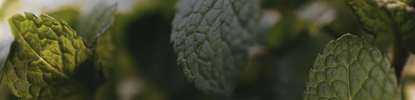 The Best Menthol Eliquids in 2020